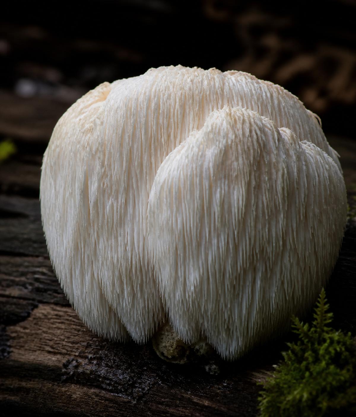 Lion's Mane mushrooms — restaurant-grade gourmet variety from Viking Ranch